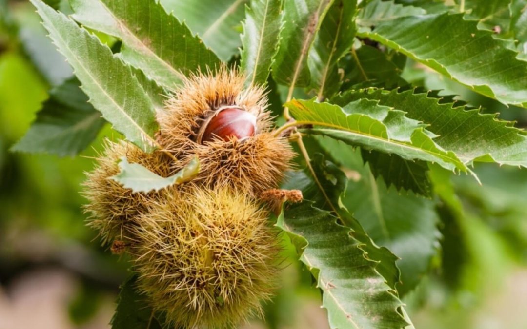 Developing biological control mechanisms for sweet chestnut blight