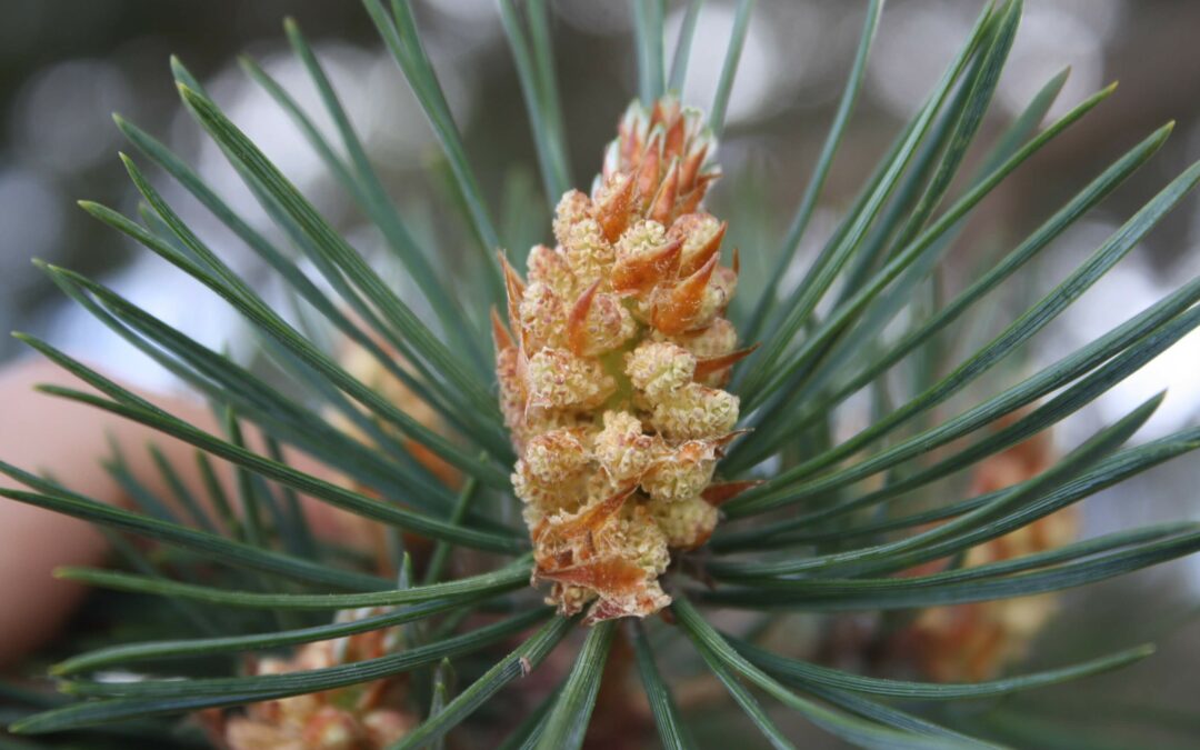 Infusing Dothistroma needle blight resilience into the Scots pine breeding population