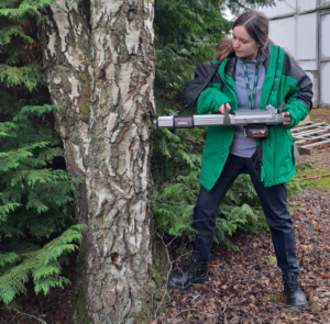 An intern is measuring a tree with a microdrill.