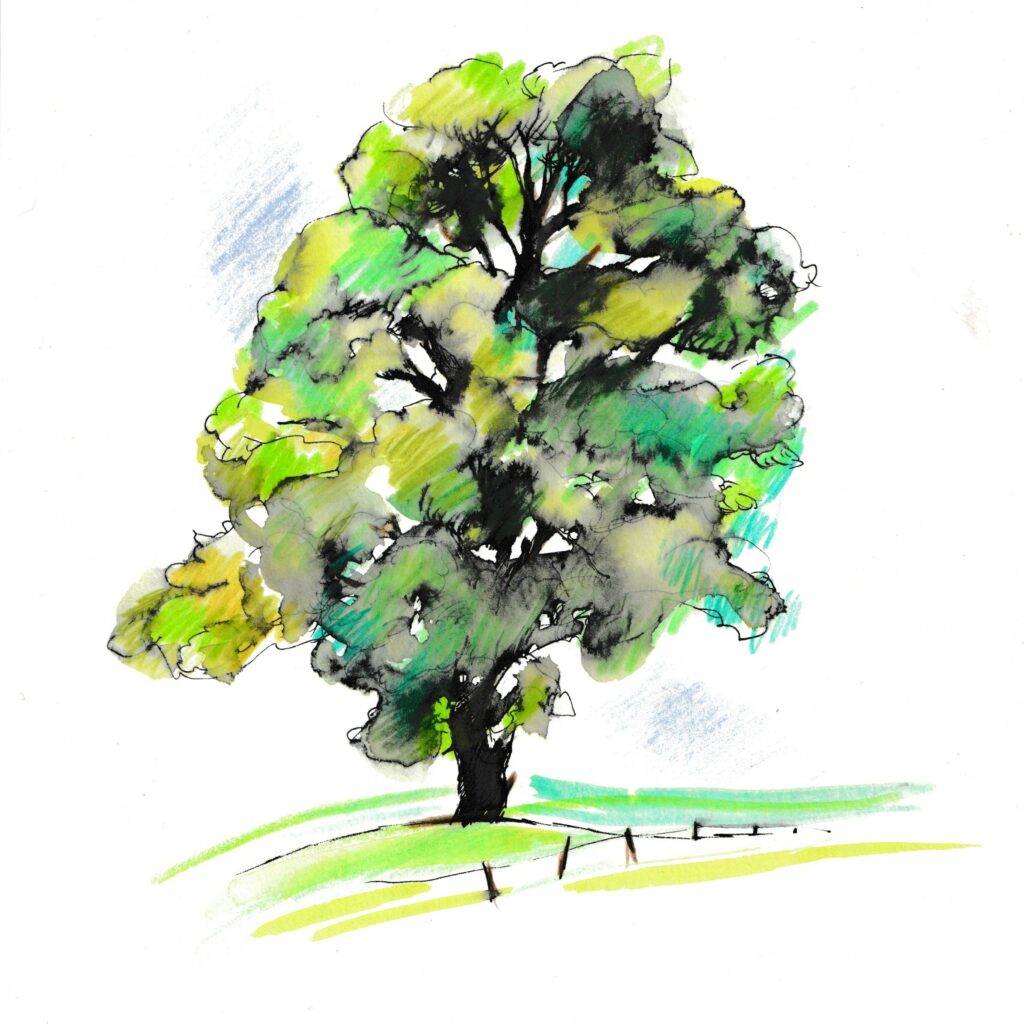 A watercoloour illustration of a mature field elm in an open field