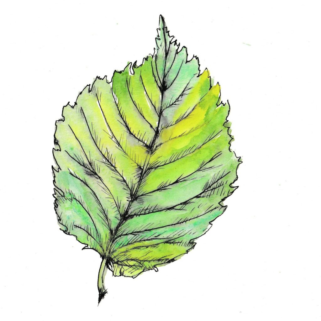 A watercolour illustration of an elm leaf.