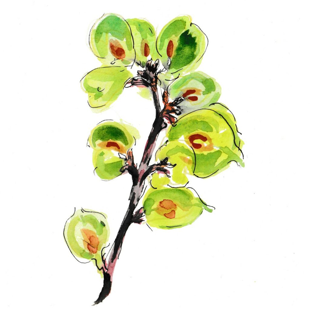 Watercolour illustration of elm seeds